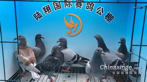 广东揭阳市揭翔赛鸽公棚图片查看-中国信鸽信息网各地公棚