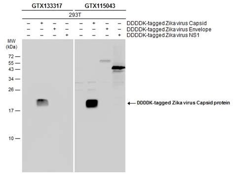 Zika virus Capsid protein antibody价格,详情介绍-960化工网 – 960化工网