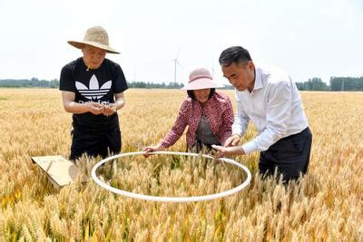 安徽亳州：小麦测产迎丰收-人民图片网