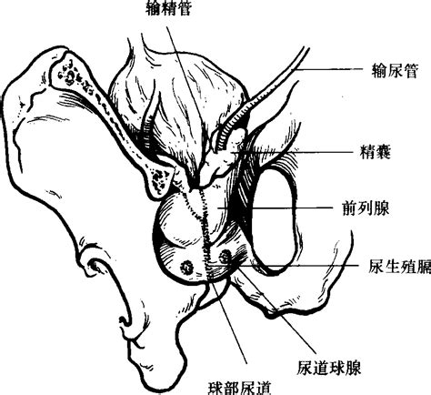 前列腺的形态与毗邻-外科学-医学