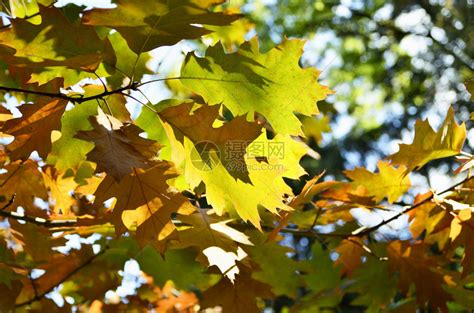 特写秋天的树背景高清图片下载-正版图片507236509-摄图网