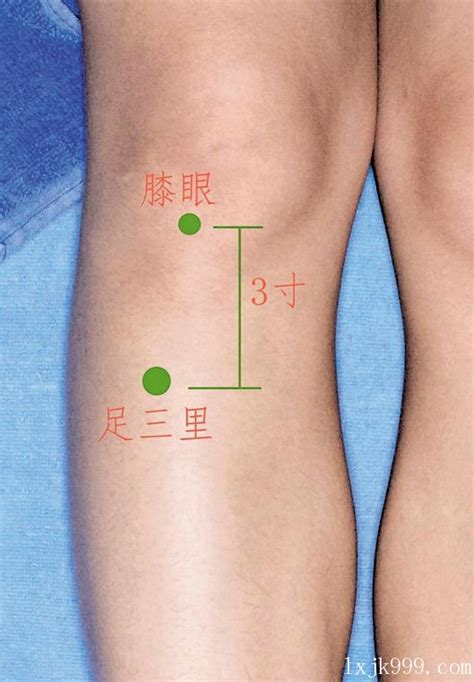 足三里的准确位置图，足三里怎么找？足三里在哪里足山里定三里_999穴位网