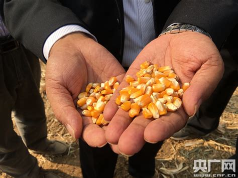 河北首次示范玉米籽粒直收：种植户收益有效提高_新闻中心_媒体报道_中化化肥有限公司网站