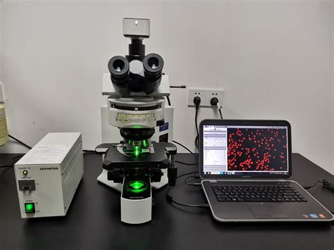 奥林巴斯生物显微镜BX53配朗研相机效果理想-北京瑞科中仪科技有限公司