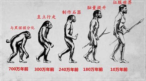人类起源与演化：讲从猿到人的3个关键章节，直立行走，制作石器，脑量增大
