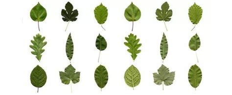 各种树叶的形状及名称和颜色（观察植物叶子实验报告总结）_灵呼网