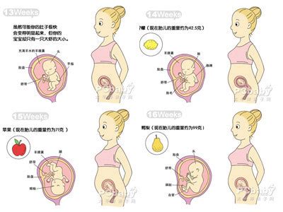 【4月胎儿发育】4个月胎儿发育过程图_胎儿发育标准、发育指标_亲子百科_太平洋亲子网