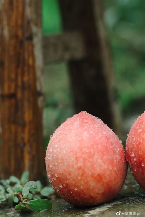 [永莲蜜桃批发]桃子，大，耐放，品质好价格2.5元/斤 - 惠农网