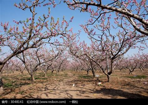 万亩桃花开：藏在济南市区边上的桃花源，这儿还有条桃花大道|桃花|桃花源|济南_新浪新闻