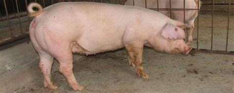 母猪有几个乳房-农百科