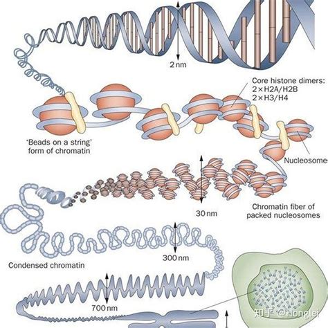 【佳学基因-基因检测】图解|基因突变的类型有哪些？_佳学基因官网：基因检测 | 基因解码 | 基因矫正 | 4001601189
