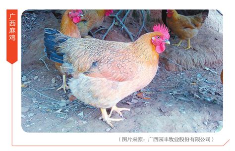 广西地理标志品种：广西麻鸡，年出栏量近5亿羽！_广东