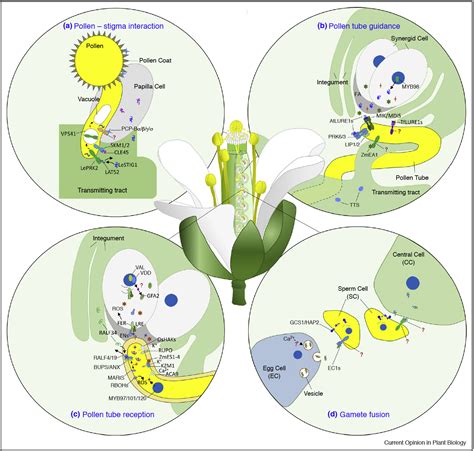 Journal of Integrative Plant Biology-课题组揭示植物激素在早期胚乳发育中的变化及作用-上海交通大学植物激素 ...