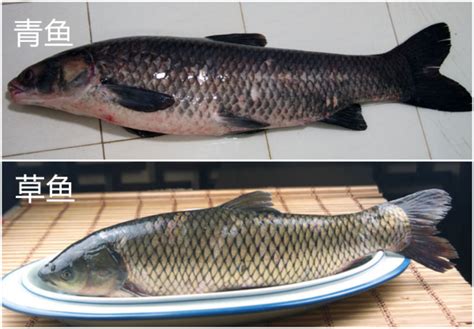 草鱼和青鱼的区别(两种鱼的特点和辨别方法)-风水人