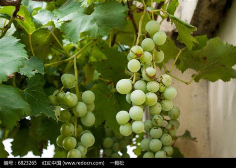 葡萄种植季节几月好
