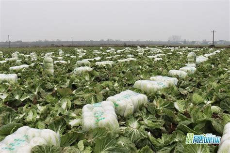 东台万亩基地 大量供应白菜_白菜价格行情_蔬菜商情网