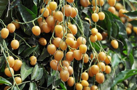 黄皮果树的栽培与管理 黄皮果树如何种植_知秀网