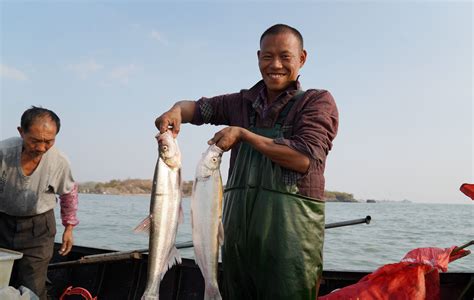 合肥观赏鱼批发市场(合肥热带鱼批发市场) - 和尚鱼 - 广州观赏鱼批发市场