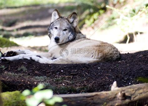 孤单的女狼在看着摄像机时休息高清图片下载-正版图片303993406-摄图网