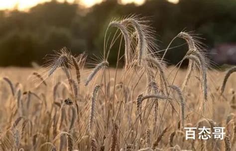 麦收手动模式，麦子从农田到仓库要经多少步骤？