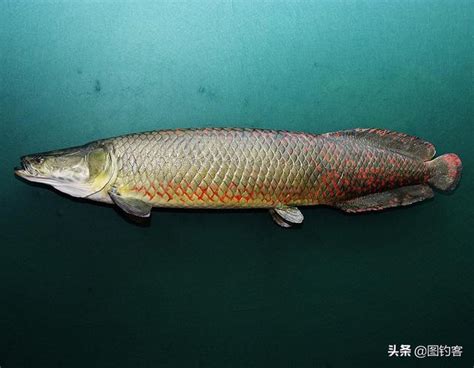 世界最大淡水鱼种群恢复（巨骨舌鱼）