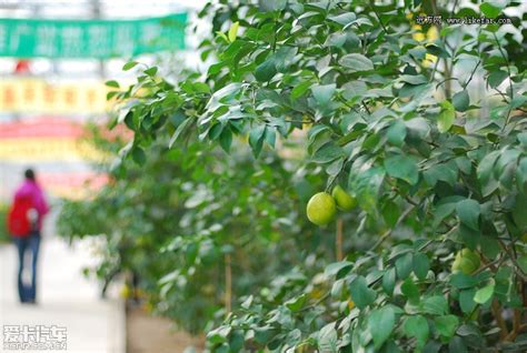 嘉兴市场2017上半年总结：南方水果引领果市 东南亚品种增势明显 | 国际果蔬报道
