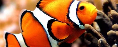 红小丑鱼 Amphiprion frenatus hóng xiǎo chǒu yú_海水观赏鱼_鱼花网
