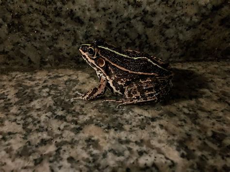 今年在马路牙子上看到的第一只黑斑侧褶蛙……__财经头条