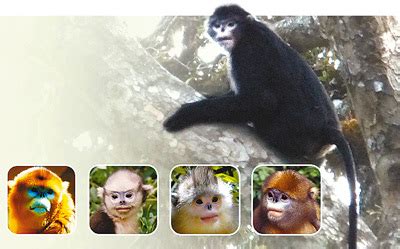 云南发现第五种金丝猴 暂定名“怒江金丝猴”
