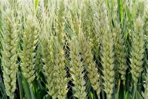 伟隆169小麦品种简介-农百科