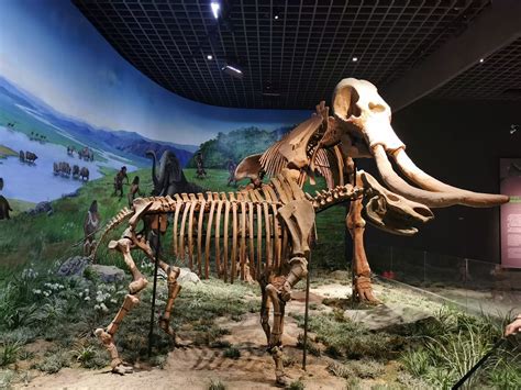 科学网—呼和浩特内蒙古博物院之史前哺乳动物化石 - 陈立群的博文