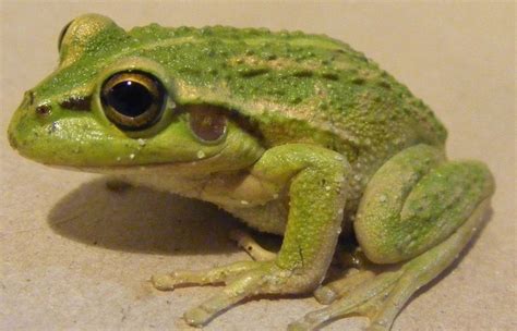 青蛙有多少品种（盘点常见青蛙品种有哪些）- 1481百科网