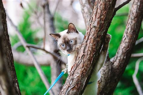 猫爬树猫在树上打猎可爱的猫肖像留在树枝上没有尾巴的纯种短毛猫湄公短尾猫坐在树上动物母鸡在自然条高清图片下载-正版图片504299308-摄图网