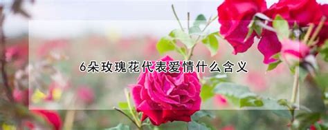 6朵玫瑰花代表爱情什么含义 —【发财农业网】