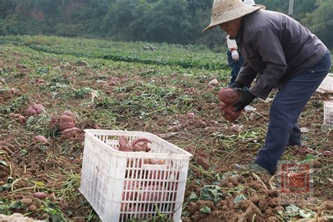 红薯盆栽怎么种植，有哪些技术要点 - 农敢网
