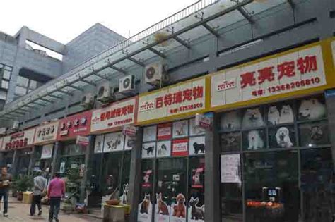 徐州最好的卖狗市场在哪