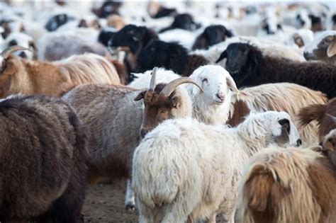 宁夏壹泰牧业有限公司诚邀参观 2021国际肉类产业博览会暨牛羊肉产销对接大会