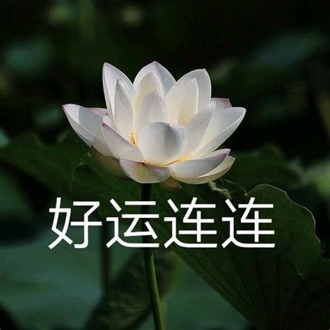 老年人头像图片