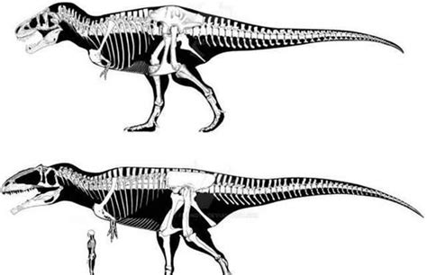 《侏罗纪世界3》南方巨兽龙体长确认？时长系列最长，这次爽了__财经头条