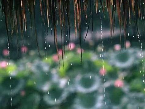 夏夜竹林听雨的古诗,竹林听风雨的诗句,竹林听雨的古诗词(第8页)_大山谷图库