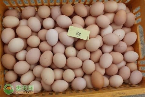 2023今日全国鸡蛋最新价格（附行情走势分析） - 惠农网