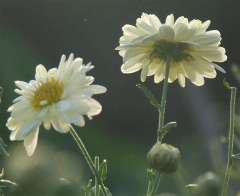 胎菊和菊花的功效区别，一次泡几朵 - 花百科