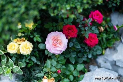 月季花和玫瑰花的区别有哪些_中华康网