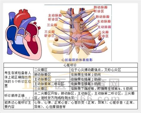 心脏浊音界正常范围表是怎样的-京东健康
