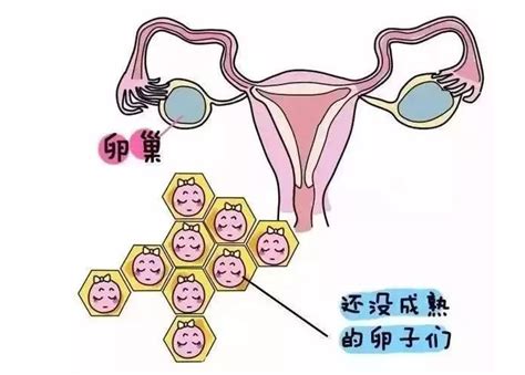 女性卵子是什么样的 女性一个月排几个卵子 _八宝网