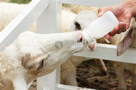 喂羊特写给可爱的羊喂奶瓶高清图片下载-正版图片503216096-摄图网