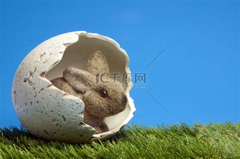 鸡蛋里的食人兔高清摄影大图-千库网