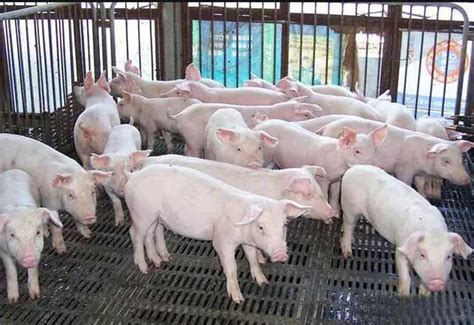 猪水肿病症状图片-猪水肿紧急治疗方法-猪水肿特效药 - 畜小牧养殖网