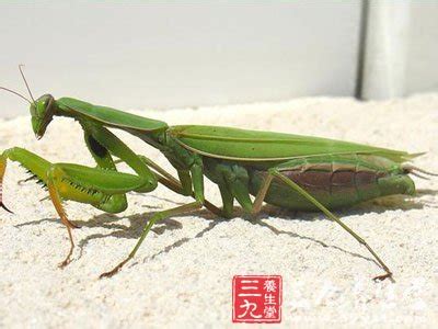 绿巨螳螂vs翡翠蝈蝈，螳螂和蝈蝈之间的对战
