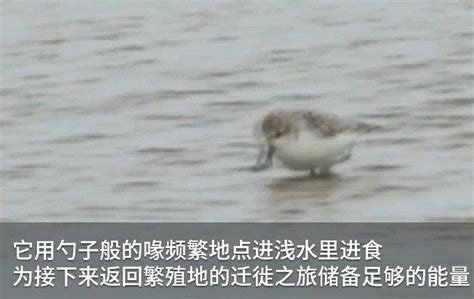 在绍兴发现的这只鸟 真是“稀客” 此前国内从未发现——浙江在线